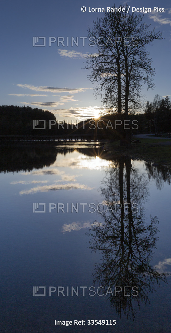 Mirror image of tree and forest on a lake at sunset; Likely, British Columbia, ...