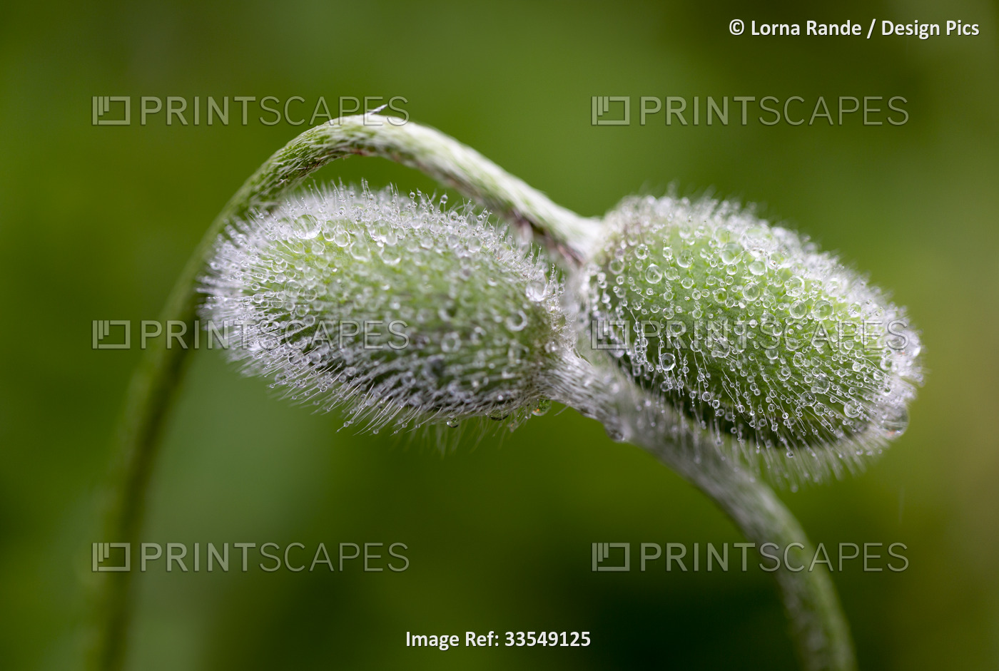 Close-up detail of flower buds covered in water beads with a green background; ...