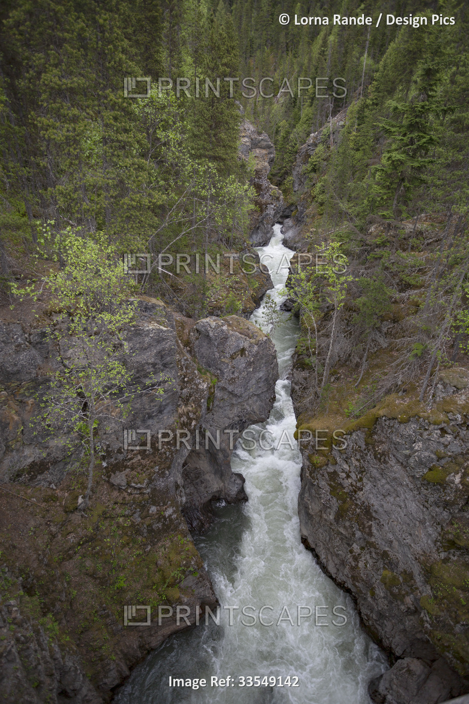 Rushing river flowing through a gorge in a rugged forested area along Highway ...