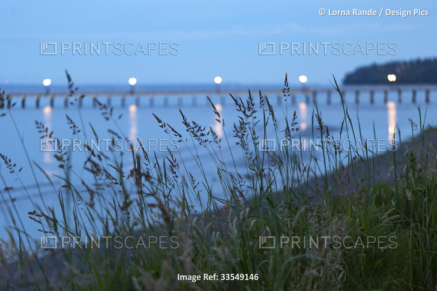 Grasses along White Rock beach in early morning with lights along the pier; ...
