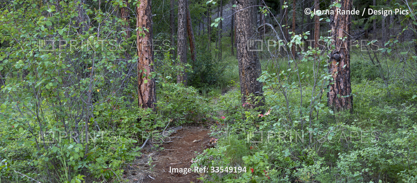 Dirt footpath through the woods on a morning walk at Still Pond; Kelowna, ...