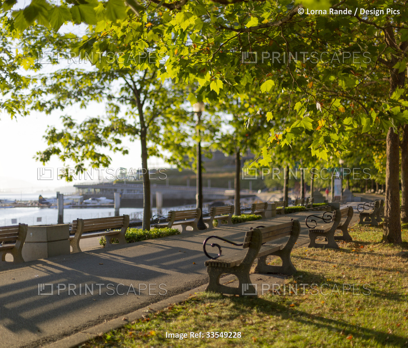 Benches sit under full trees along a trail in a waterfront park at sunset; ...