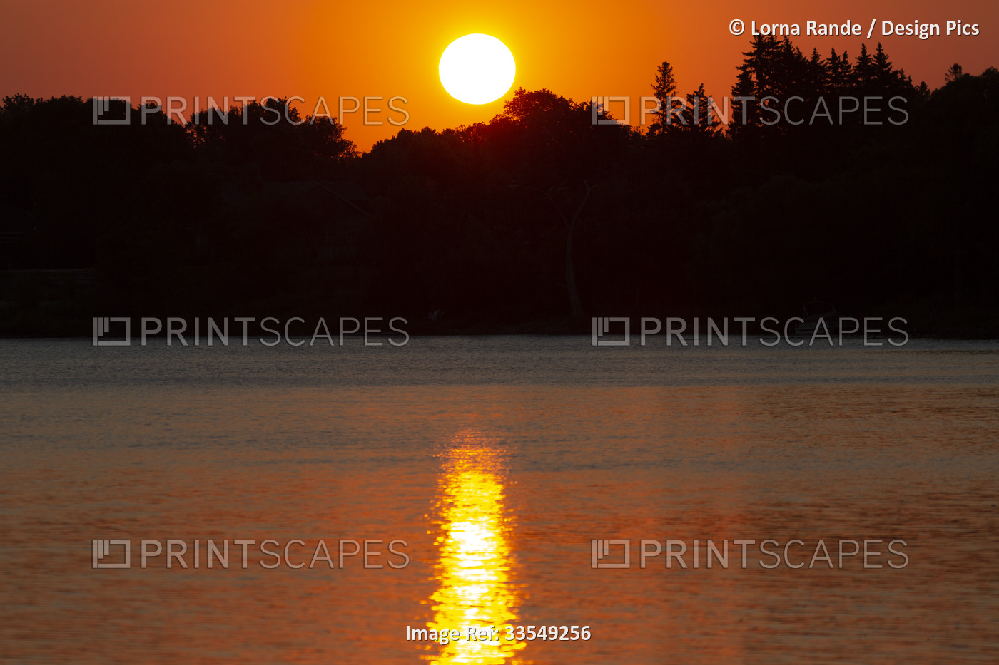 Sun sinking behind silhouetted trees along a lake and reflected in the tranquil ...