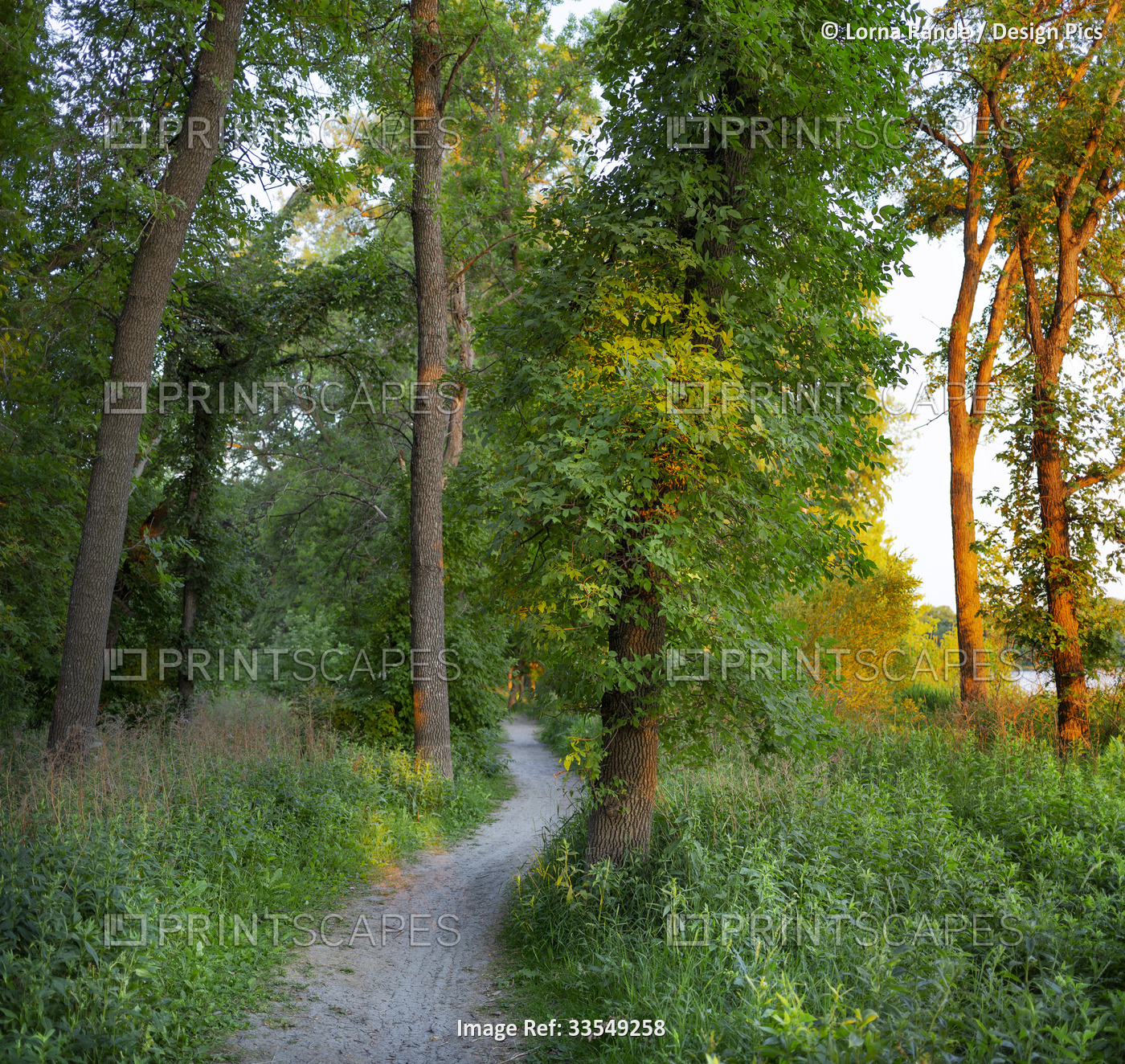 Trail through the trees in the forest of Fraser's Grove Park along Red River; ...