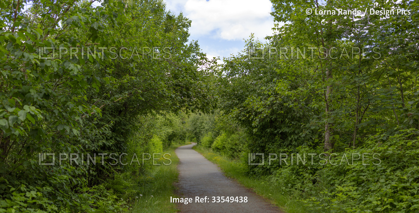 Paved footpath through a tree-lined archway in a deciduous forest