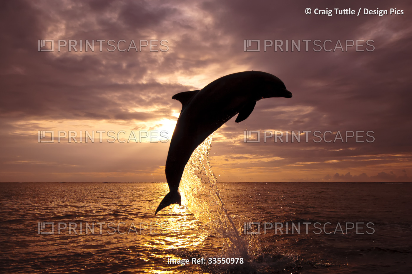 Dolphin breaching from the Caribbean Sea at sunset; Roatan, Honduras
