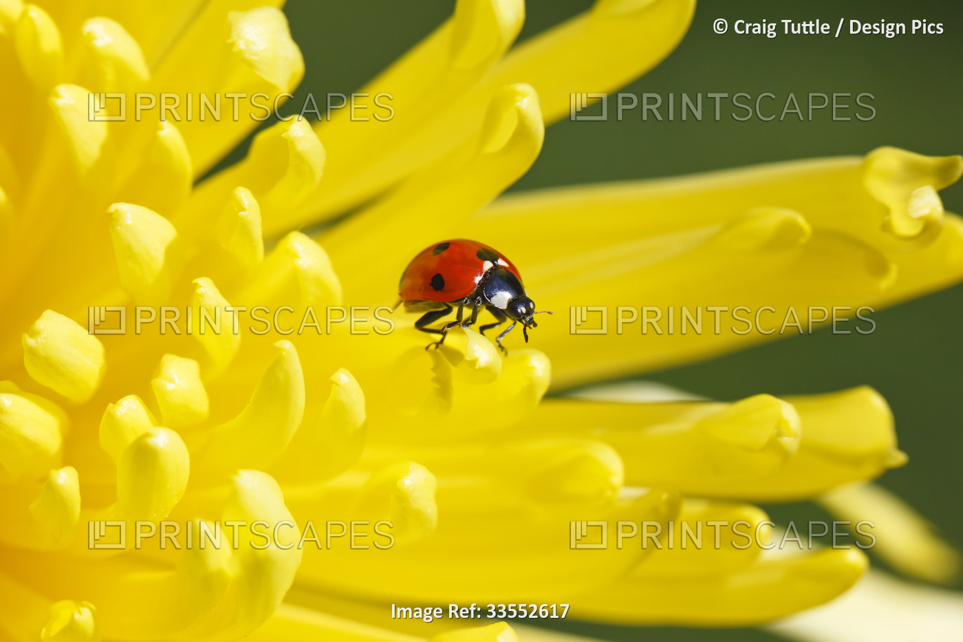 Close-up of a ladybug crawling on a petal of a yellow blossom; Oregon, United ...