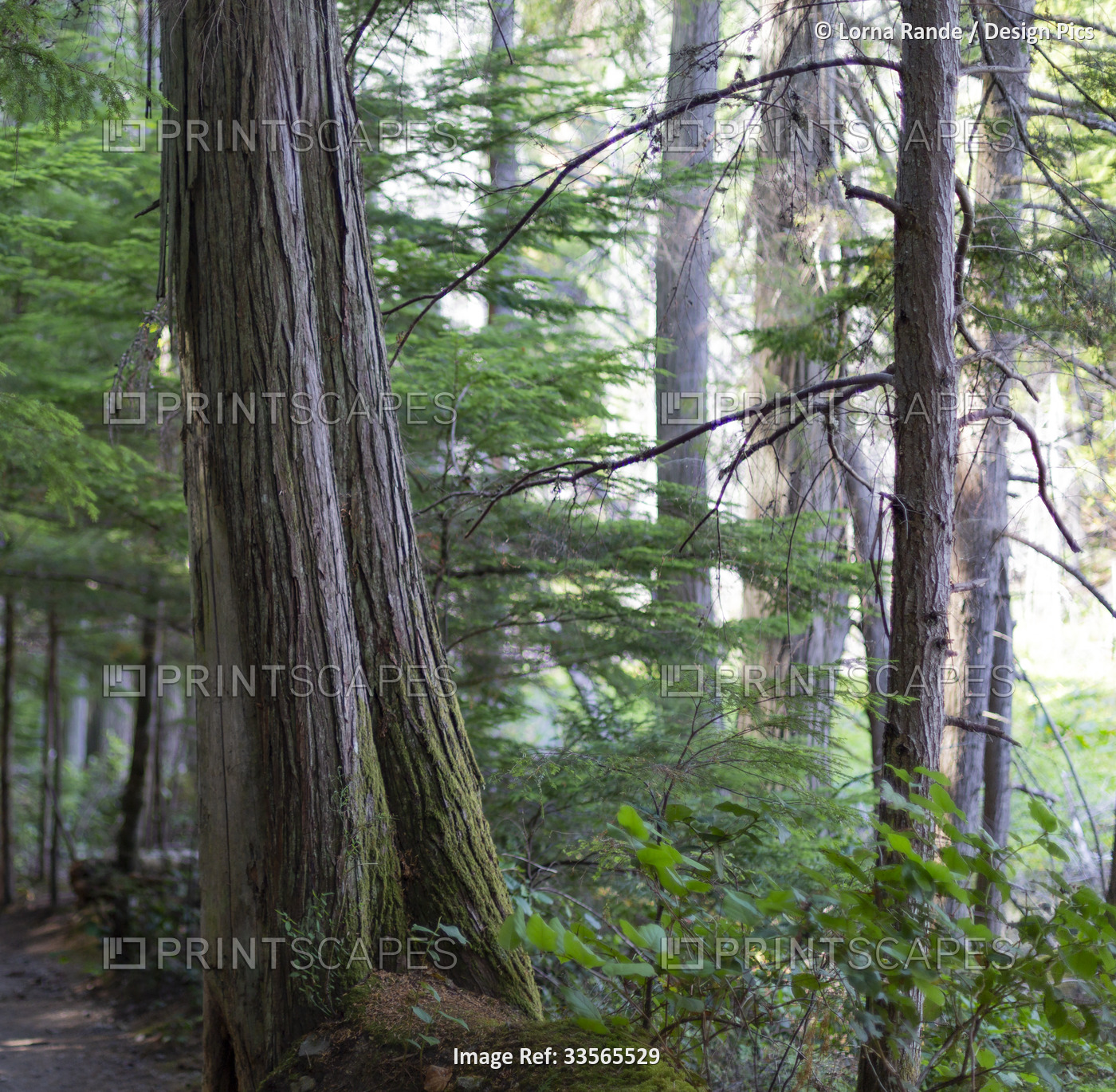 Natural beauty of trees and lush foliage along a hiking trail in Smuggler Cove ...