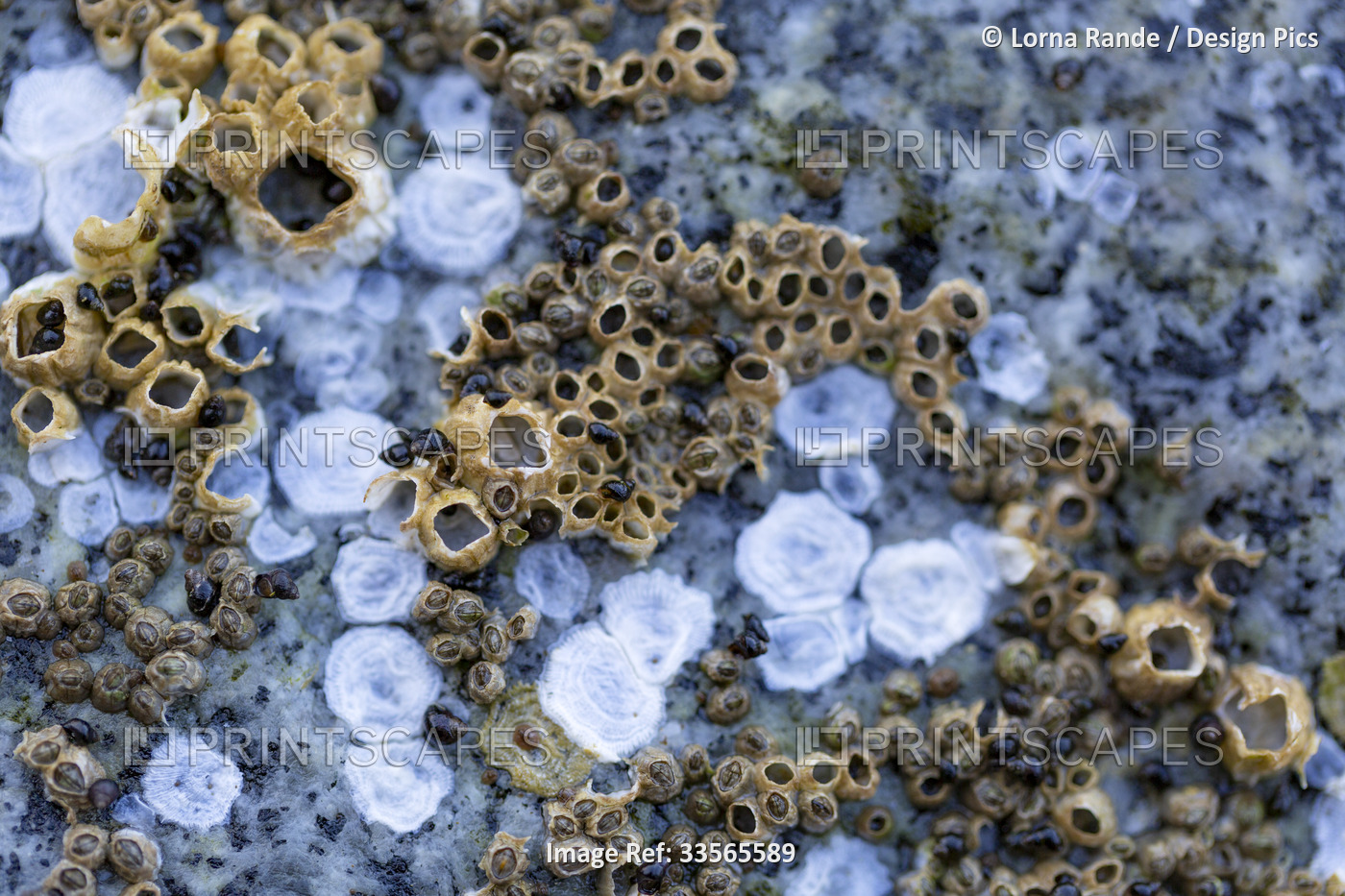 Close-up detail of marine life on the surface of a rock on the Sechelt Beach ...
