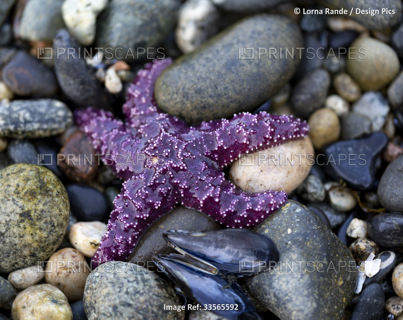 Close-up detail of a purple starfish and mollusk shells laying on rocks on a ...