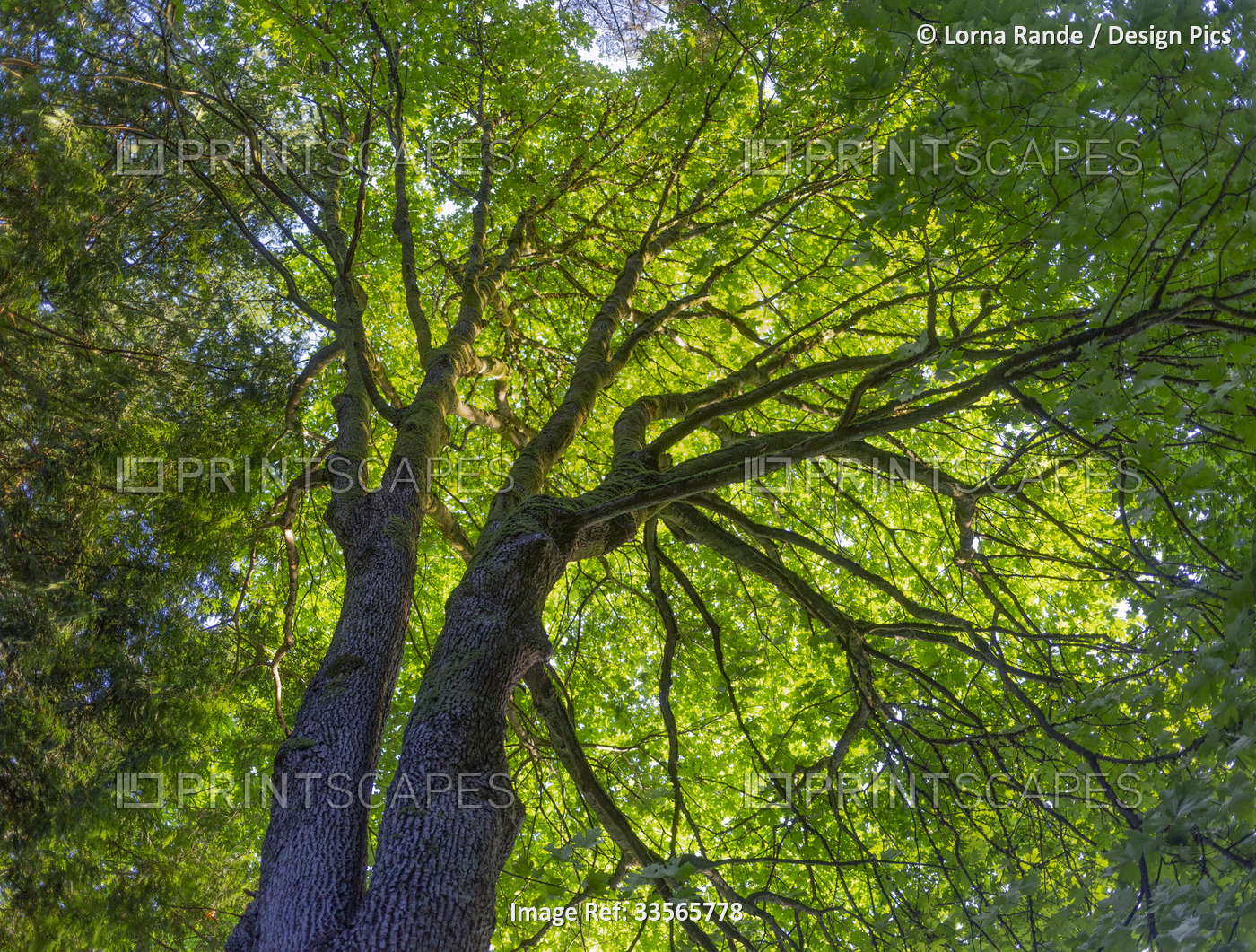View of the lush green foliage in a treetop backlit by sunlight, Belcarra ...