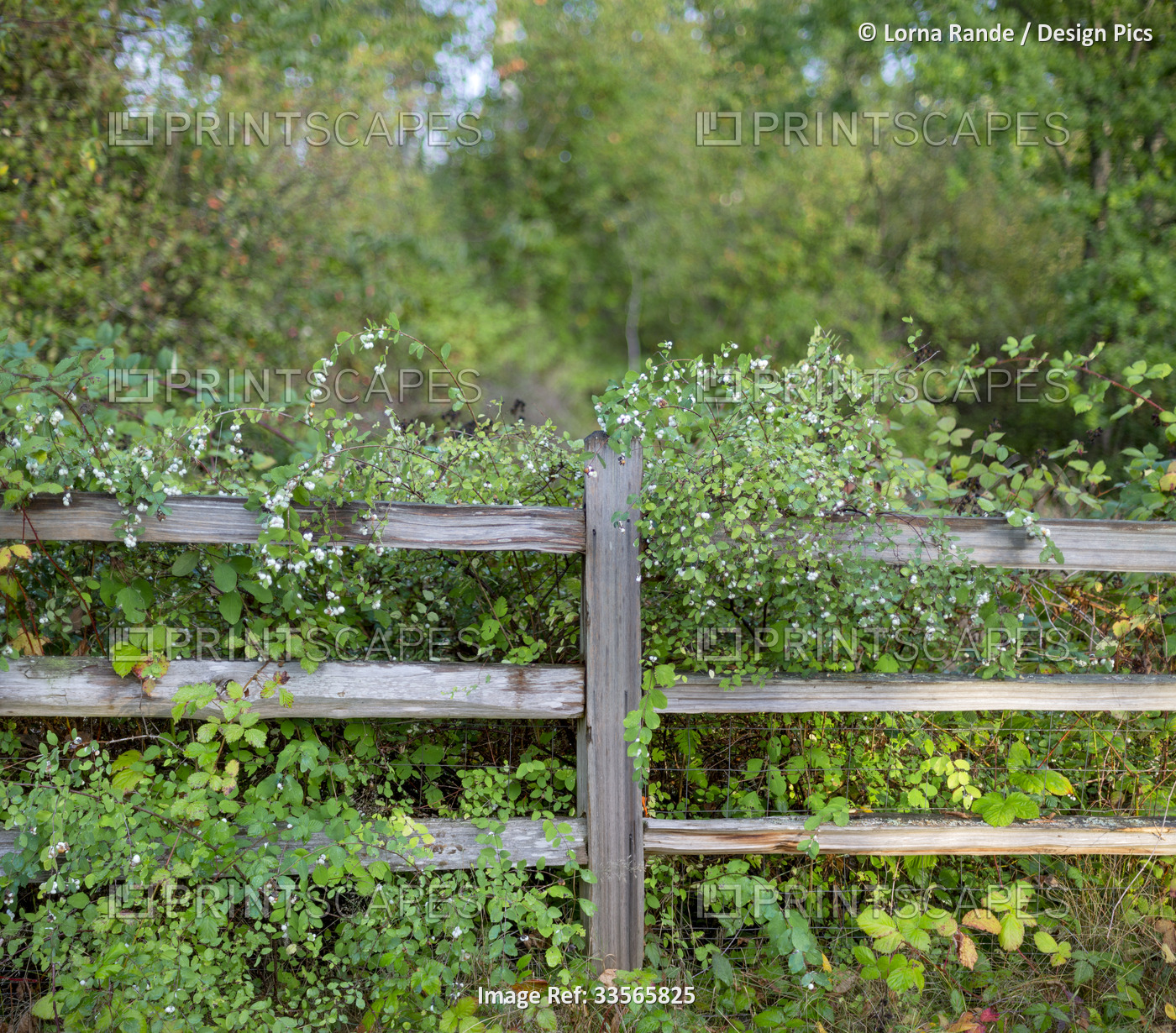Lush foliage with small blossoms growing up along a weathered wooden rail ...
