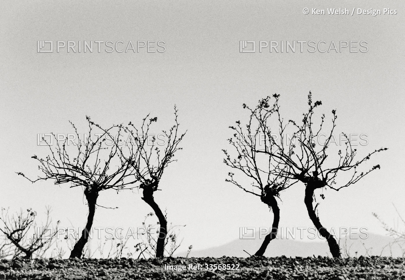 Vine roots after harvest and before pruning.  The imaginative eye may see these ...