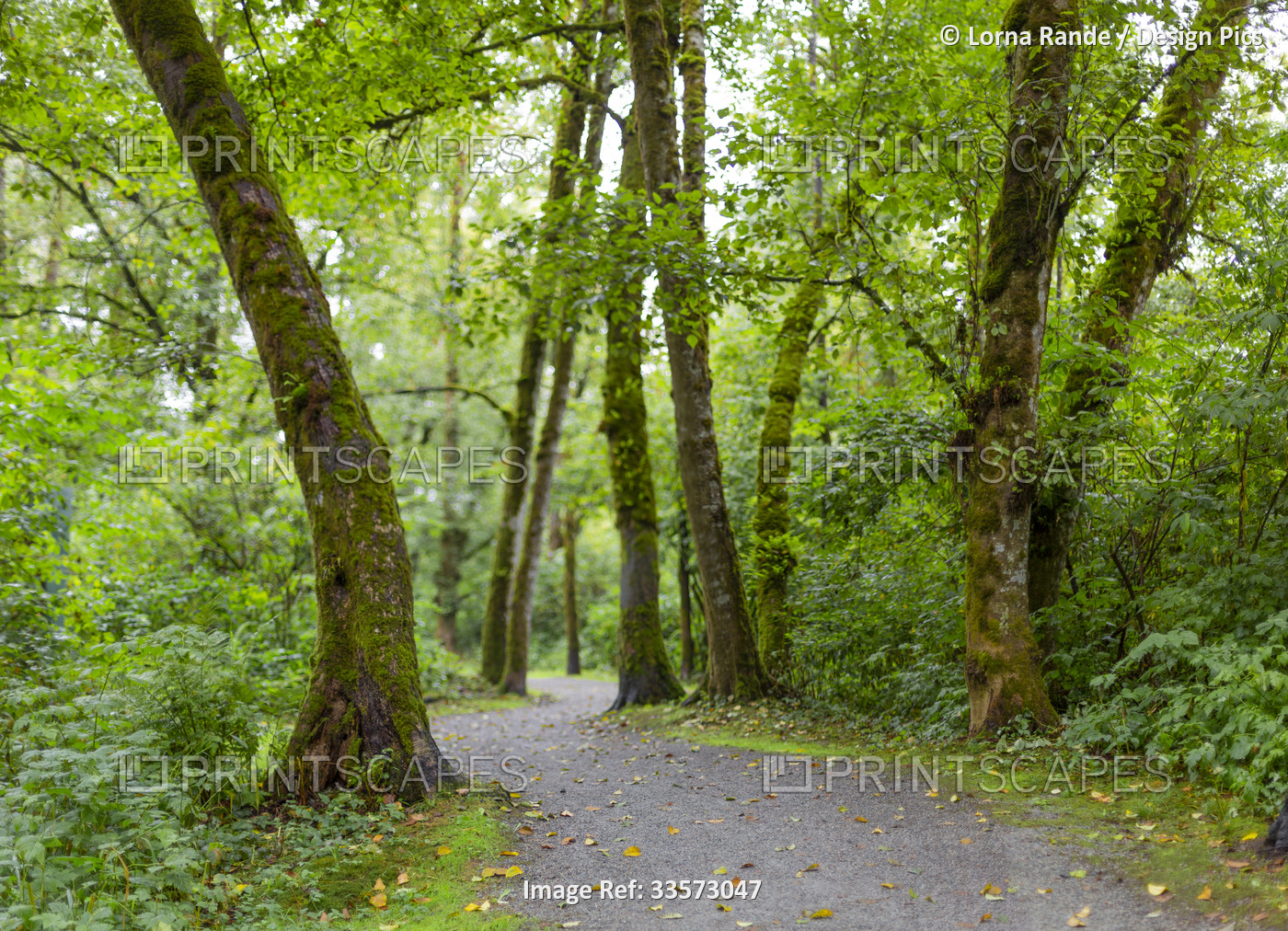 Trail through a lush forest, Derby Reach Regional Park; Langley, British ...