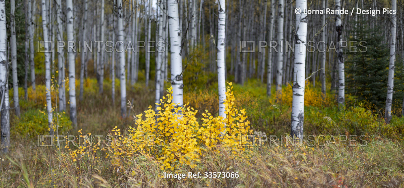 Autumn coloured foliage and aspen trees in a forest, viewed traveling West on ...