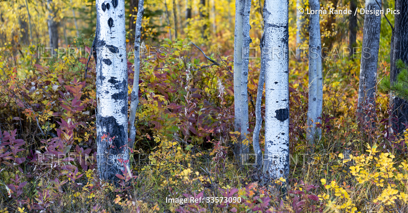 Colourful autumn foliage on a forest floor with the trunks of aspen trees in ...