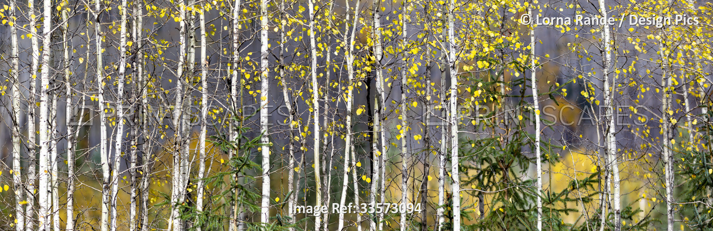 Aspens highlight an autumn coloured forest along BC Highway 16 driving east ...