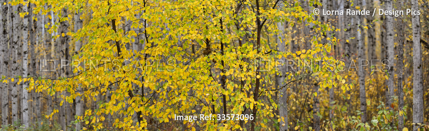 Deciduous tree changing to golden foliage in a forest in autumn; British ...