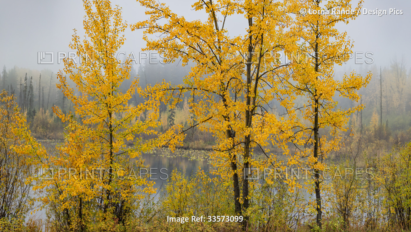 Vibrant golden foliage around Hush Lake with fog over the forest; British ...