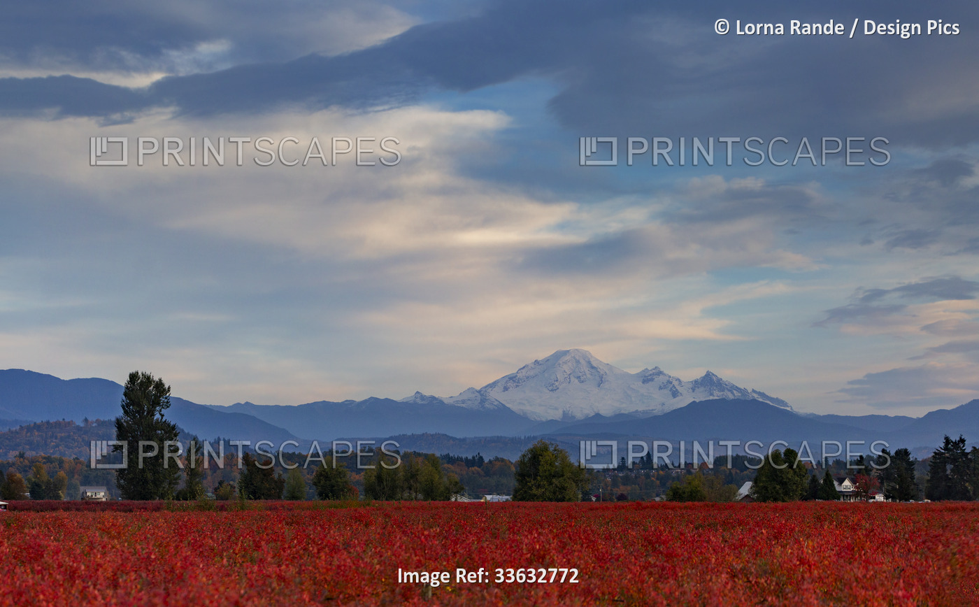 Field of blueberry bushes in fall color; Abottsford, British Columbia, Canada