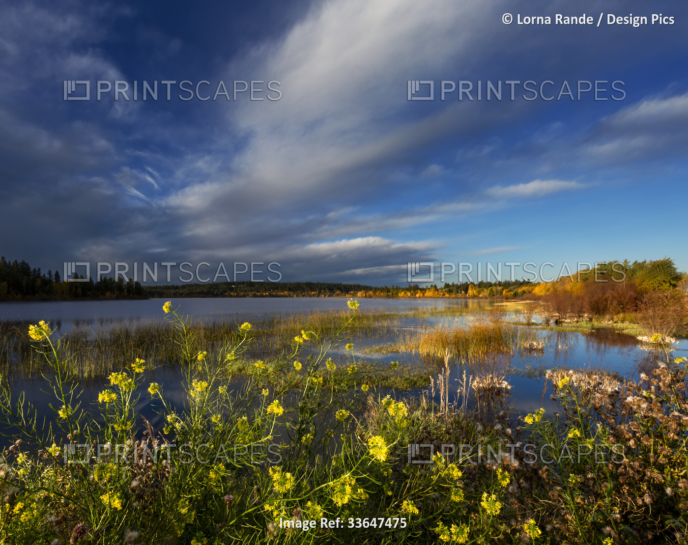 Wildflowers blossoming along a tranquil pond at sunset; 108 Mile House, British ...