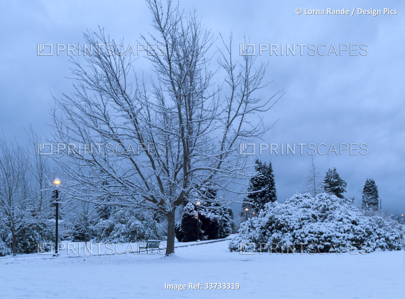 Winter beauty in a park at twilight with snow-covered trees and glowing lamp ...