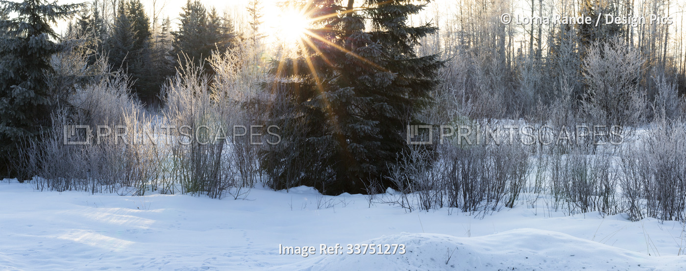 Sunburst in a frosty winter landscape; Smithers, British Columbia, Canada