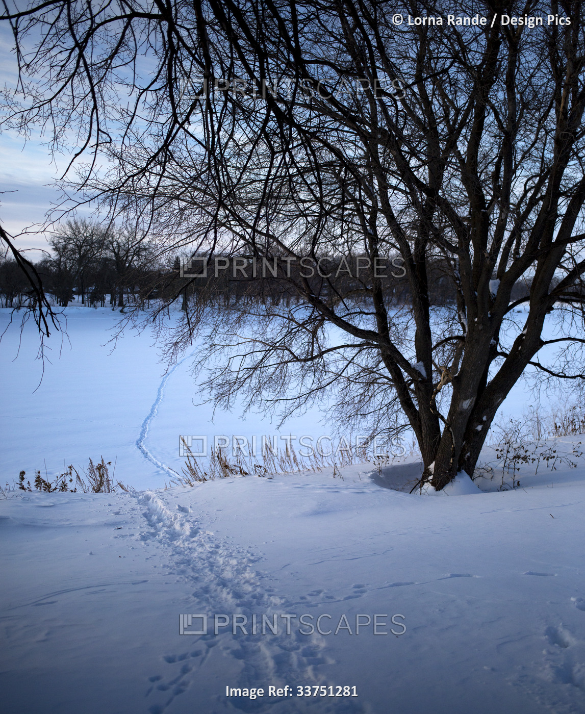Tracks leading through a snowy landscape in winter; Winnipeg, Manitoba, Canada
