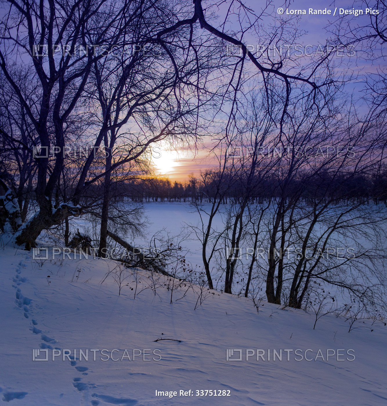 Tracks leading through a snowy landscape in winter at sunset; Winnipeg, ...