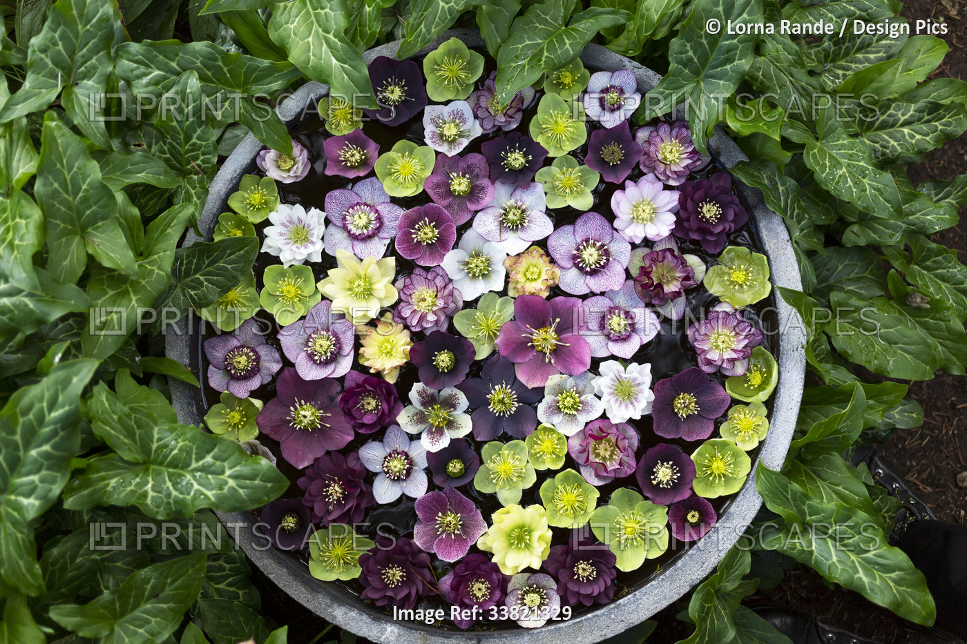 View from above of floating Hellebore blossoms in a planter surrounded by lush ...