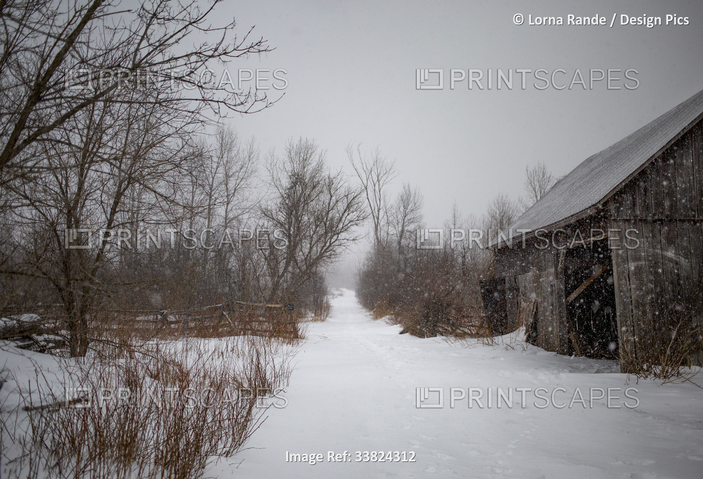 Snowfall in the countryside with wooden barn beside snow-covered country lane; ...