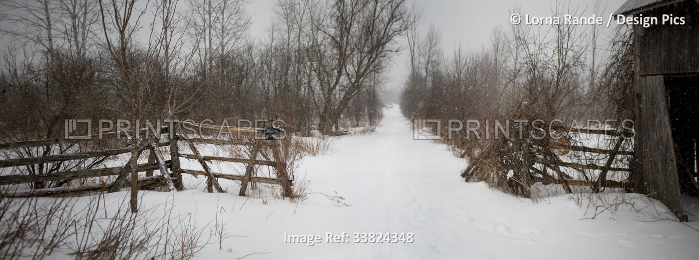 Snow-covered country lane leading from a farmyard; Ottawa Valley, Ontario, ...