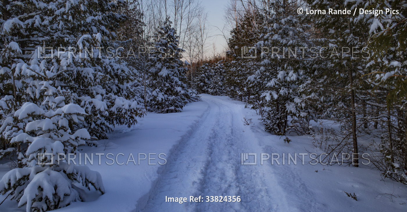 Tire tracks in deep snow down a country lane at sunset; Ottawa Valley, Ontario, ...