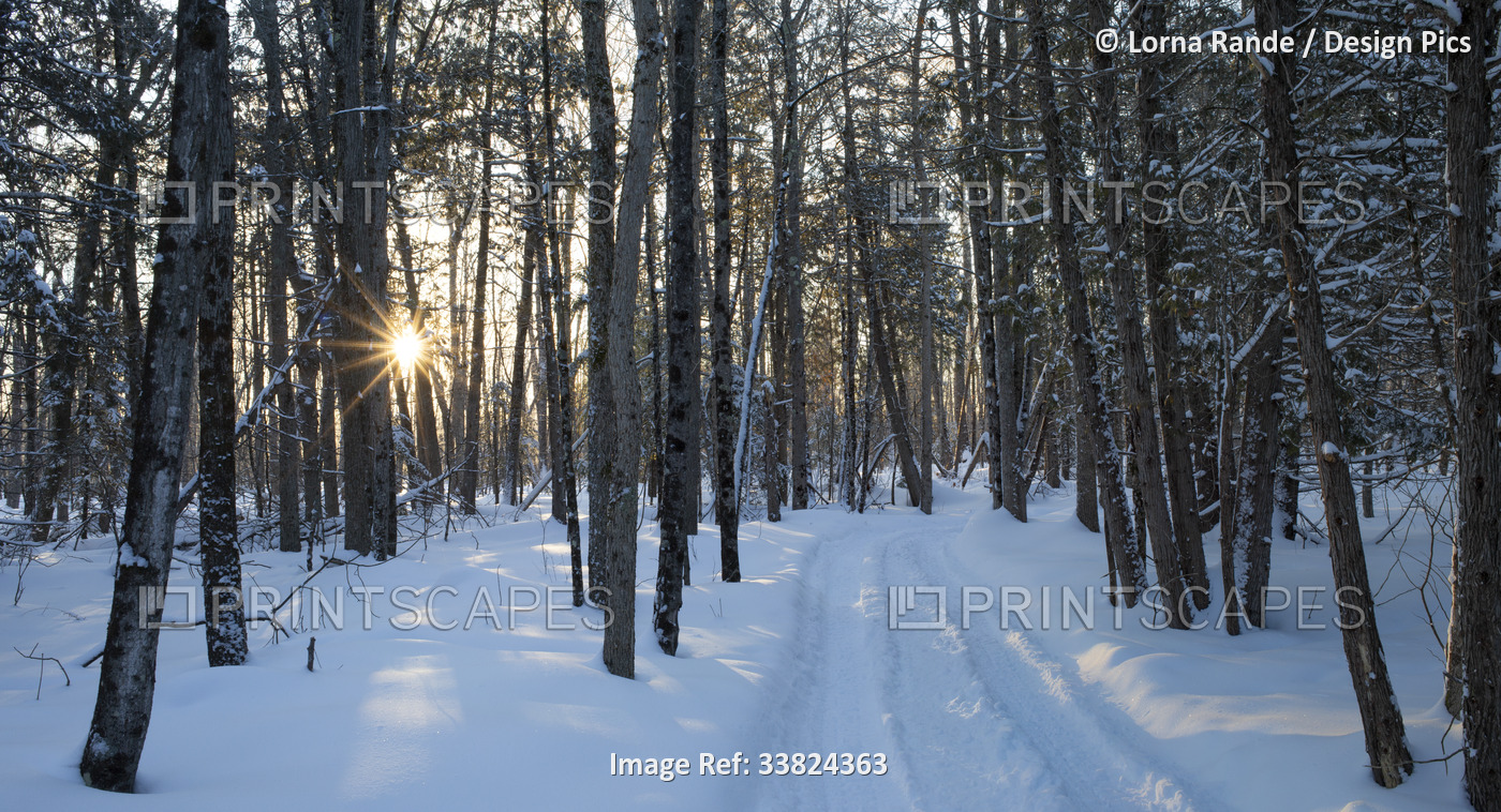 Tire tracks in deep snow down a country lane at sunset; Ottawa Valley, Ontario, ...
