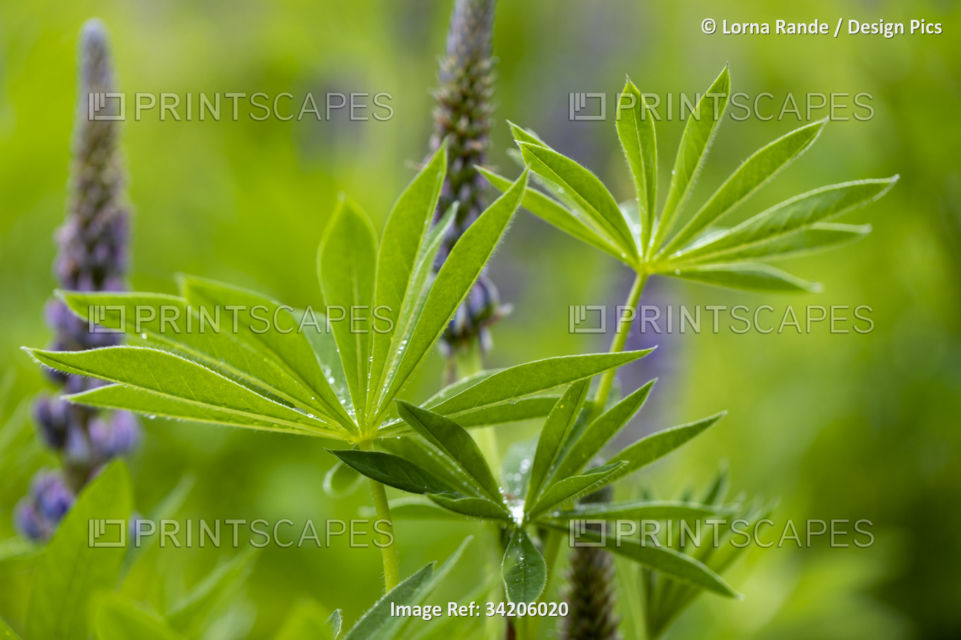 Lupin blooming in a meadow; Surrey, British Columbia, Canada