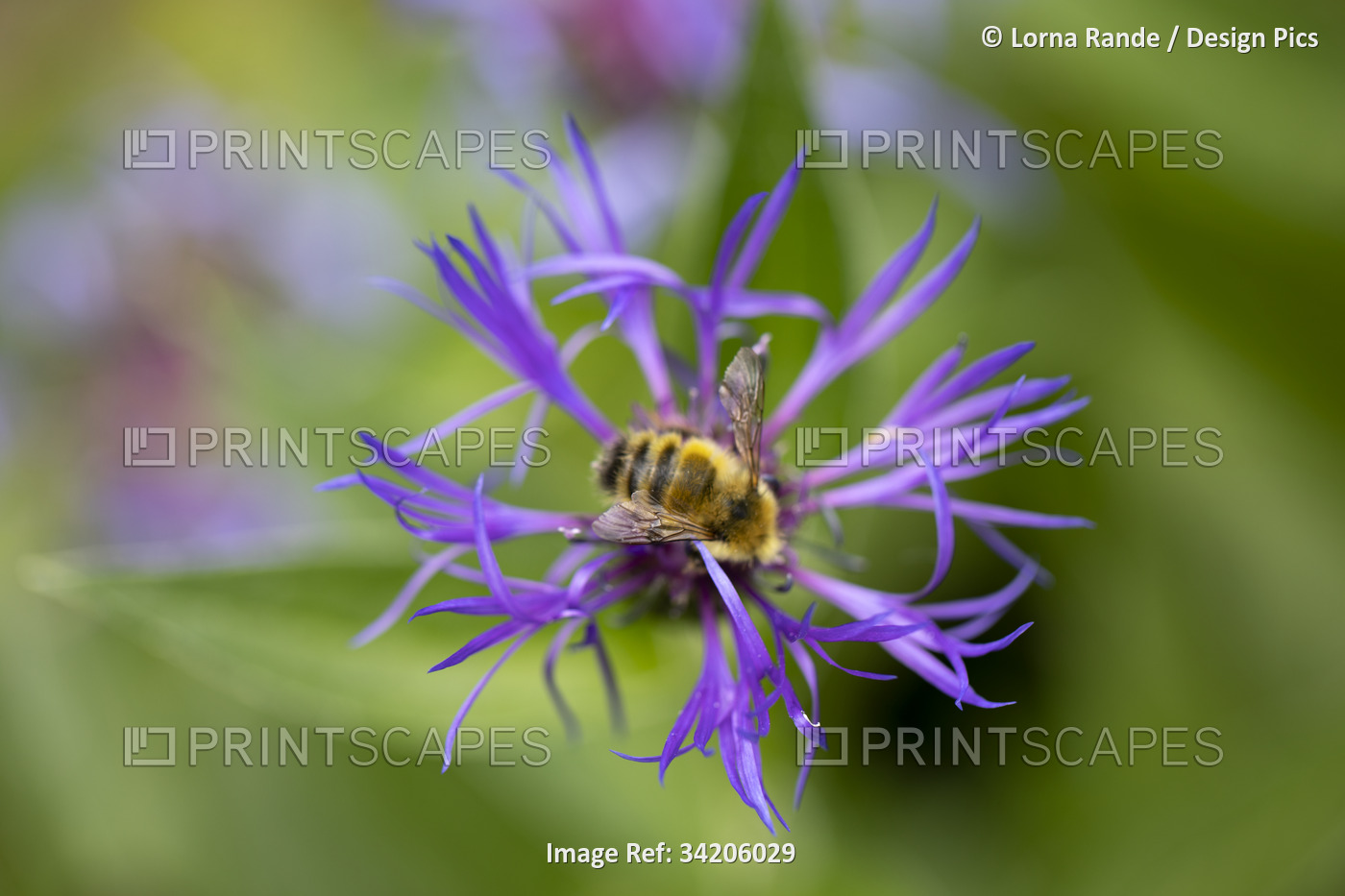 Insect resting on a purple blossom; Surrey, British Columbia, Canada
