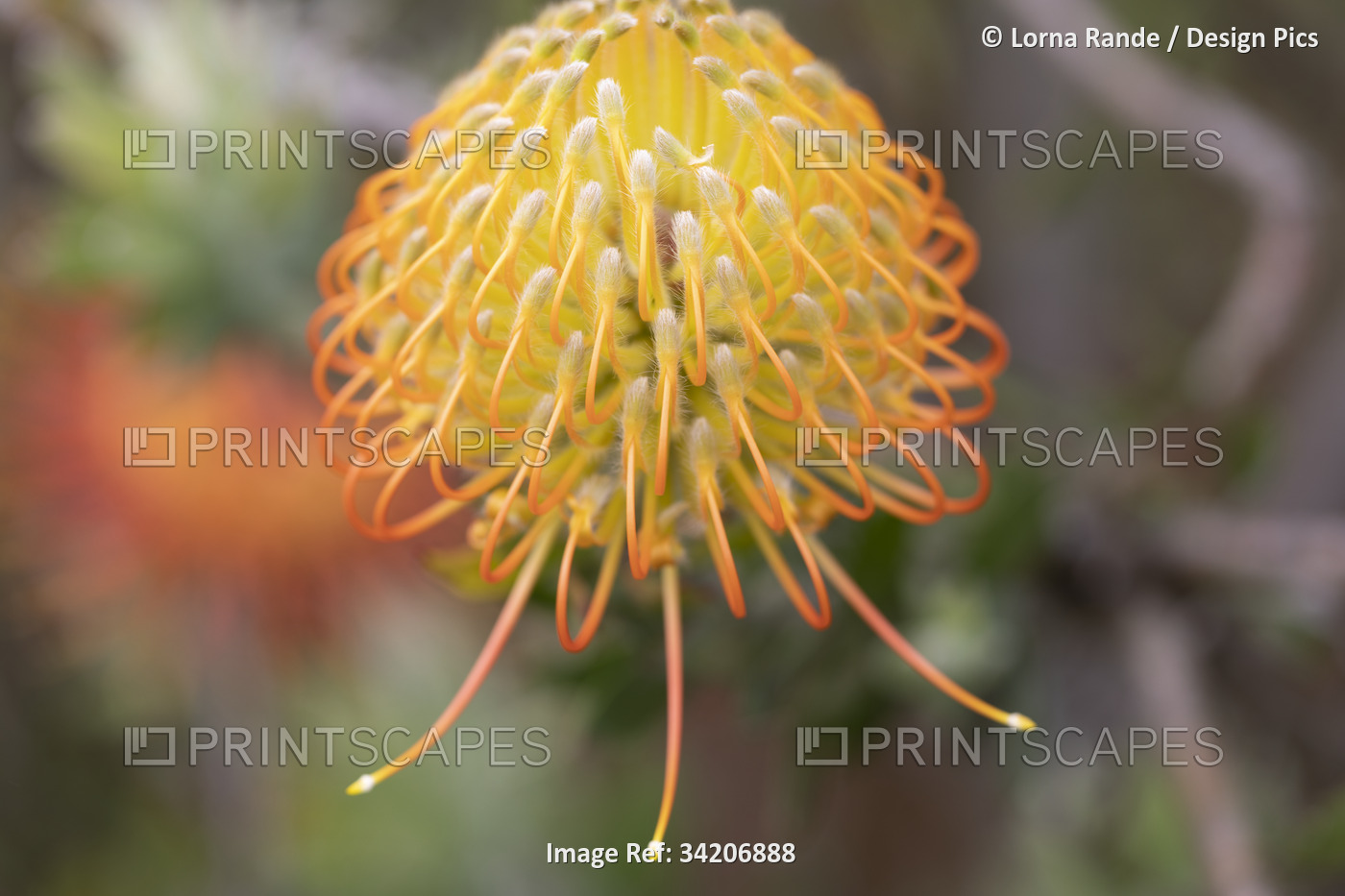 Close-up detail of a yellow and orange, Leucospermum, Proteaceae, commonly ...