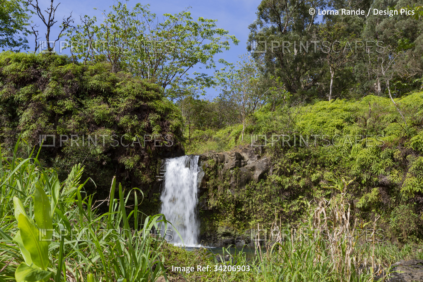 Lush vegetation and cascading waterfall along the Road to Hana, scenic route; ...