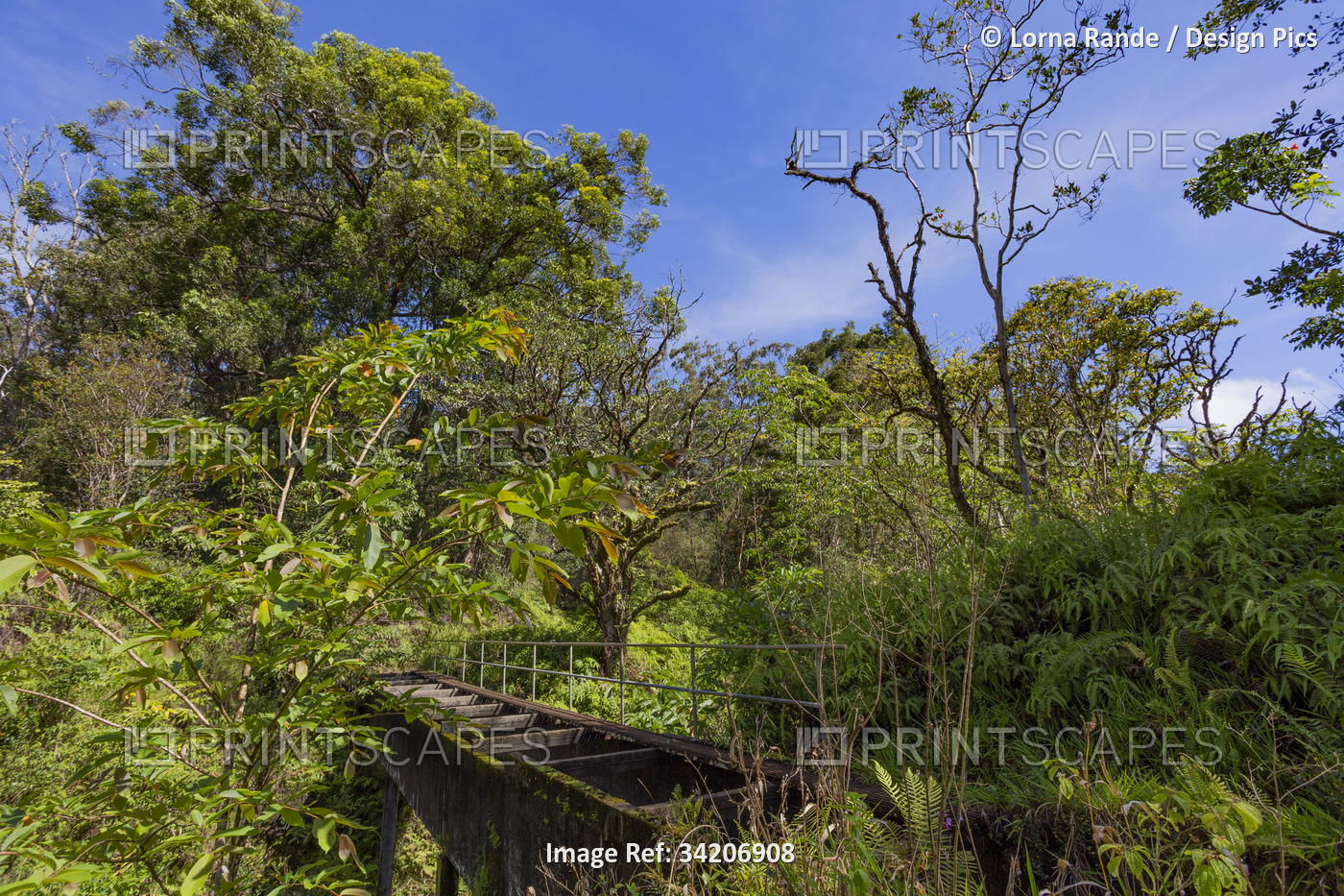 Lush vegetation and old footbridge along the Road to Hana, scenic route; Maui, ...