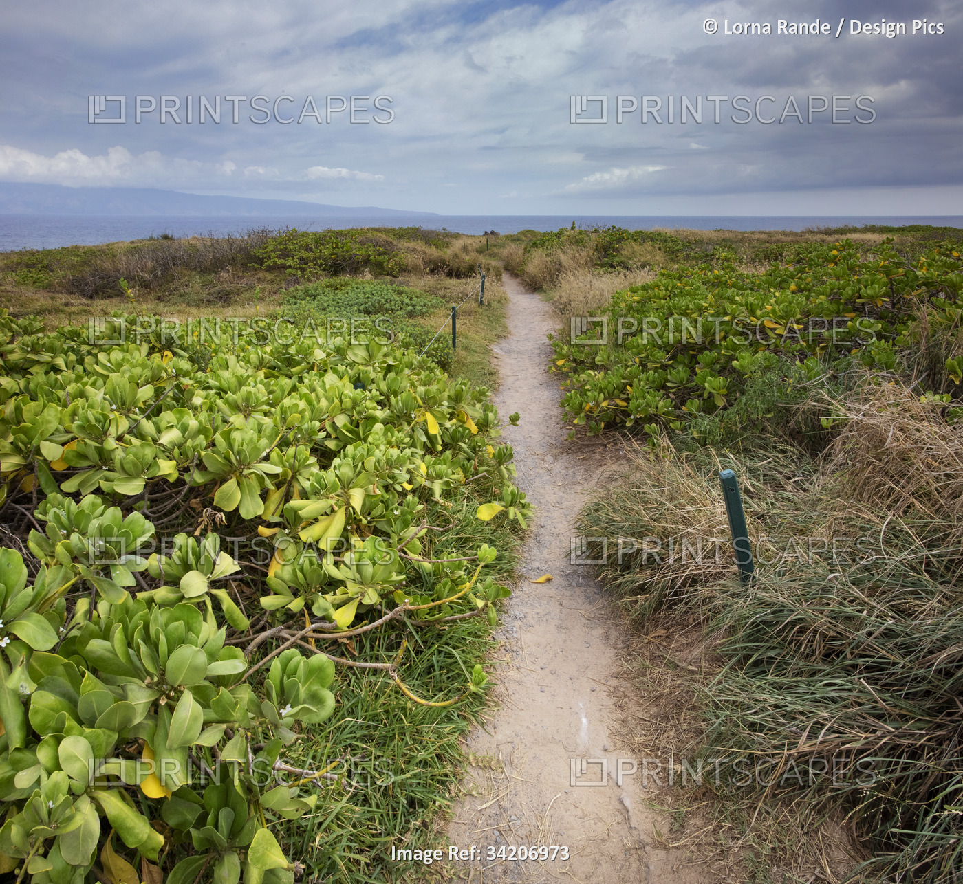 Scenic view through a footpath to the beach with green shrubs and grasses in ...