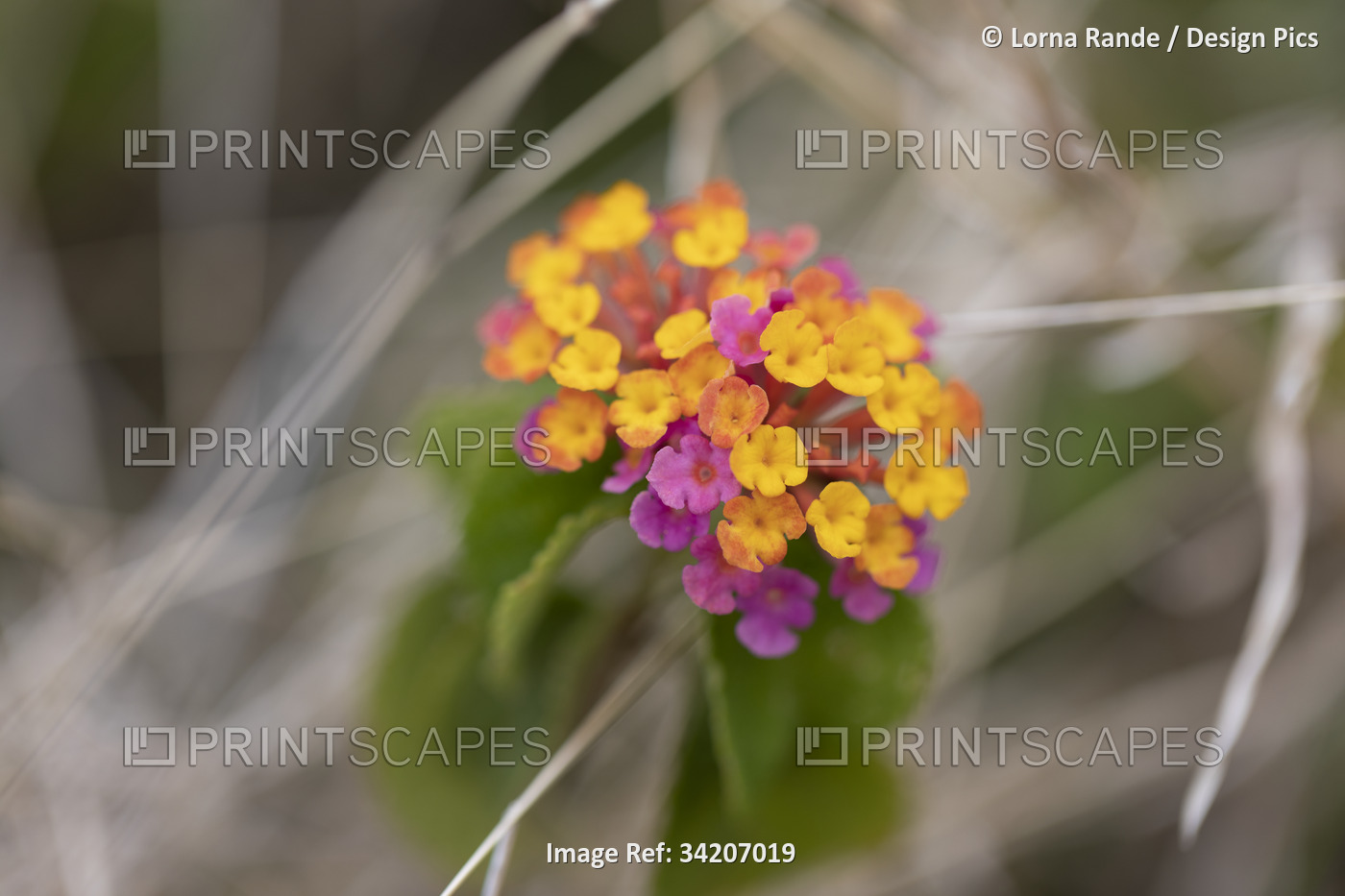 Close-up of vibrant pink and yellow Lantana flowers (Lantana camara) in West ...