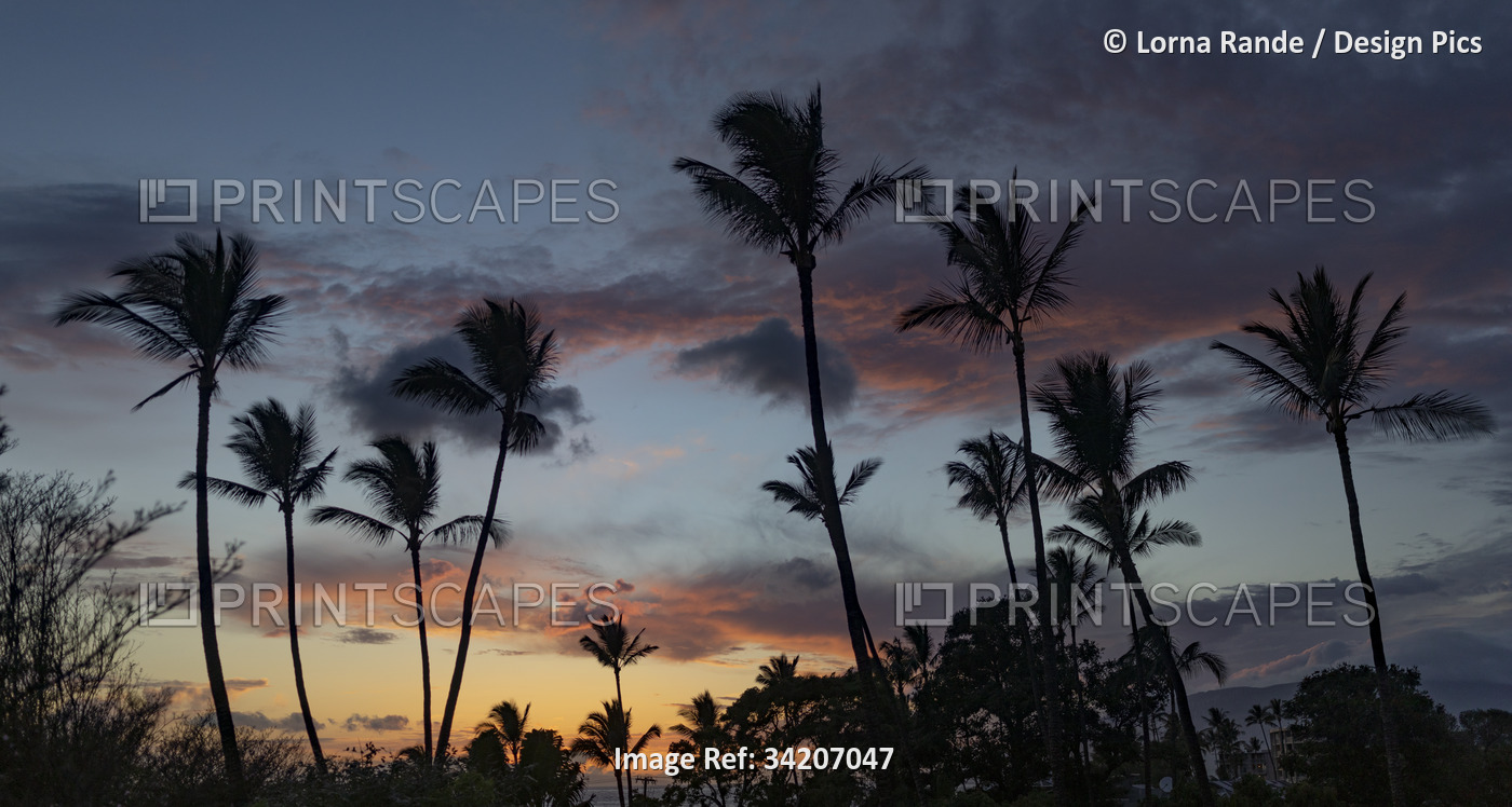 Stunning panoramic view of silhouetted palm trees against the sky at twilight ...