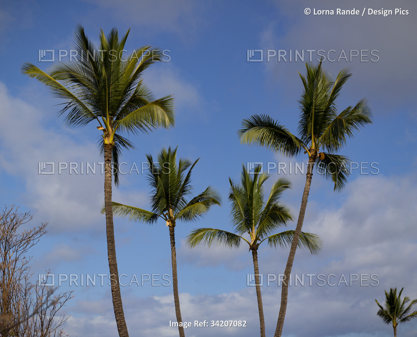 Palm trees (Arecaceae) reaching into the blue sky with cumulus clouds in Kihei; ...