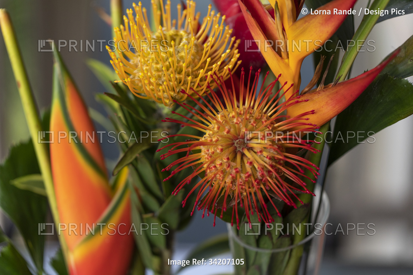 Close-up of yellow and orange, Leucospermum, Proteaceae, commonly known as ...