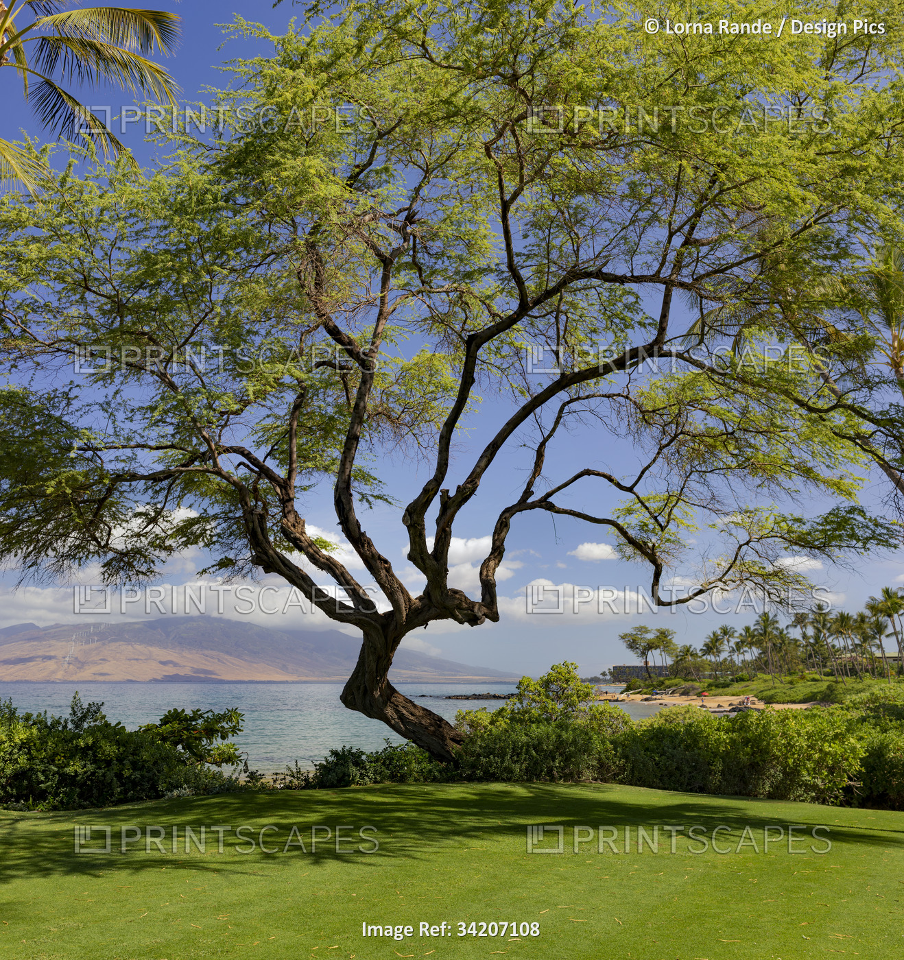 Beautiful, large tree at the edge of a grassy lawn along the beachfront in the ...
