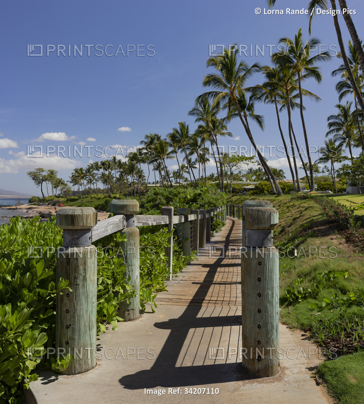 Inviting walkway along the beachfront in the Wailea Resort Area lined with palm ...