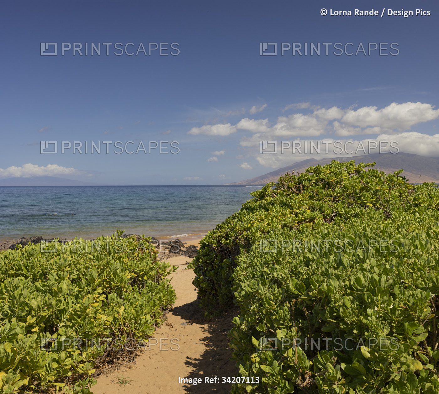 Secluded, sandy pathway through the green foliage to the beach along the shore ...