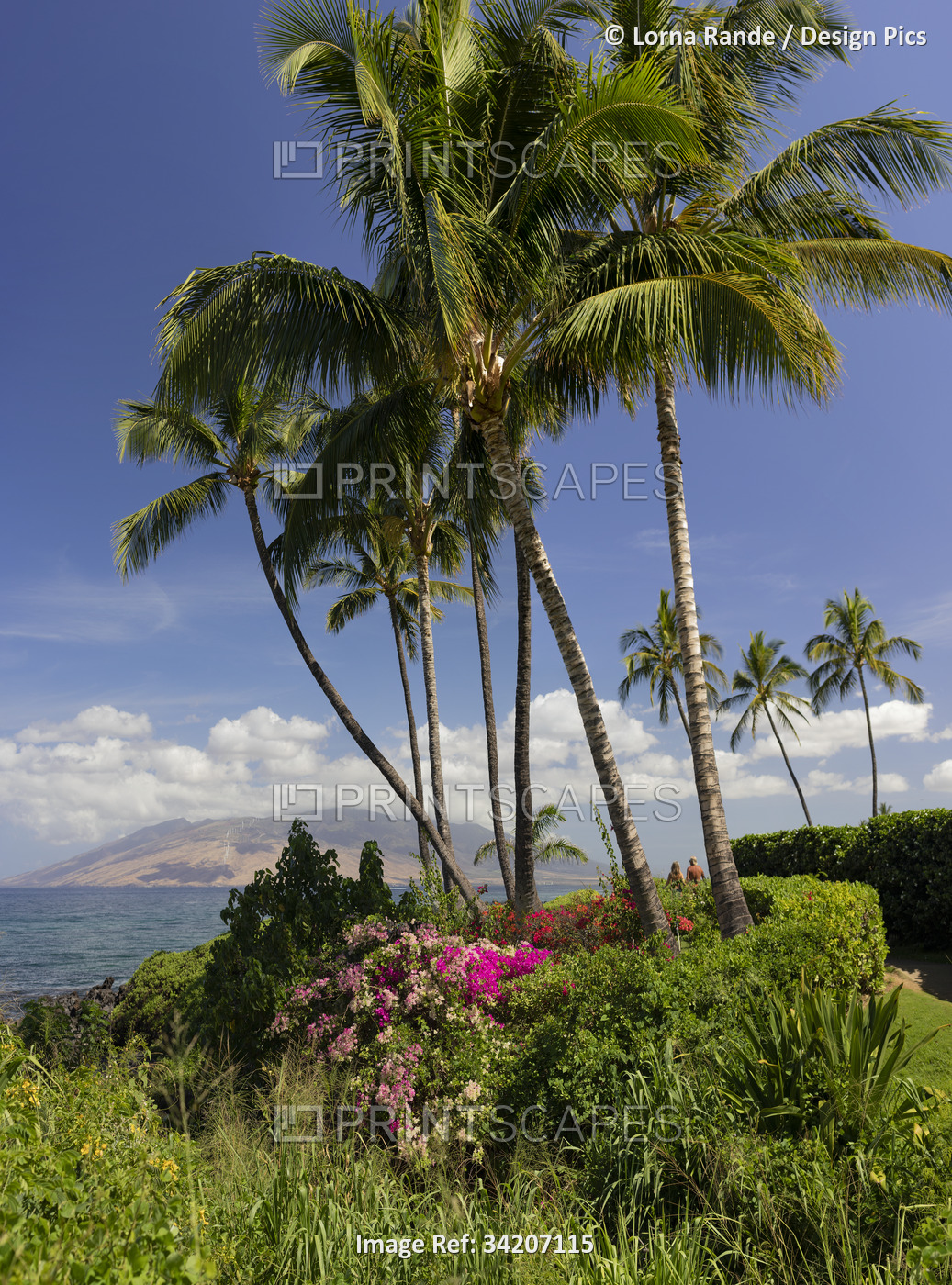 Palm trees and flowering plants along the beachfront walkway in the Wailea ...