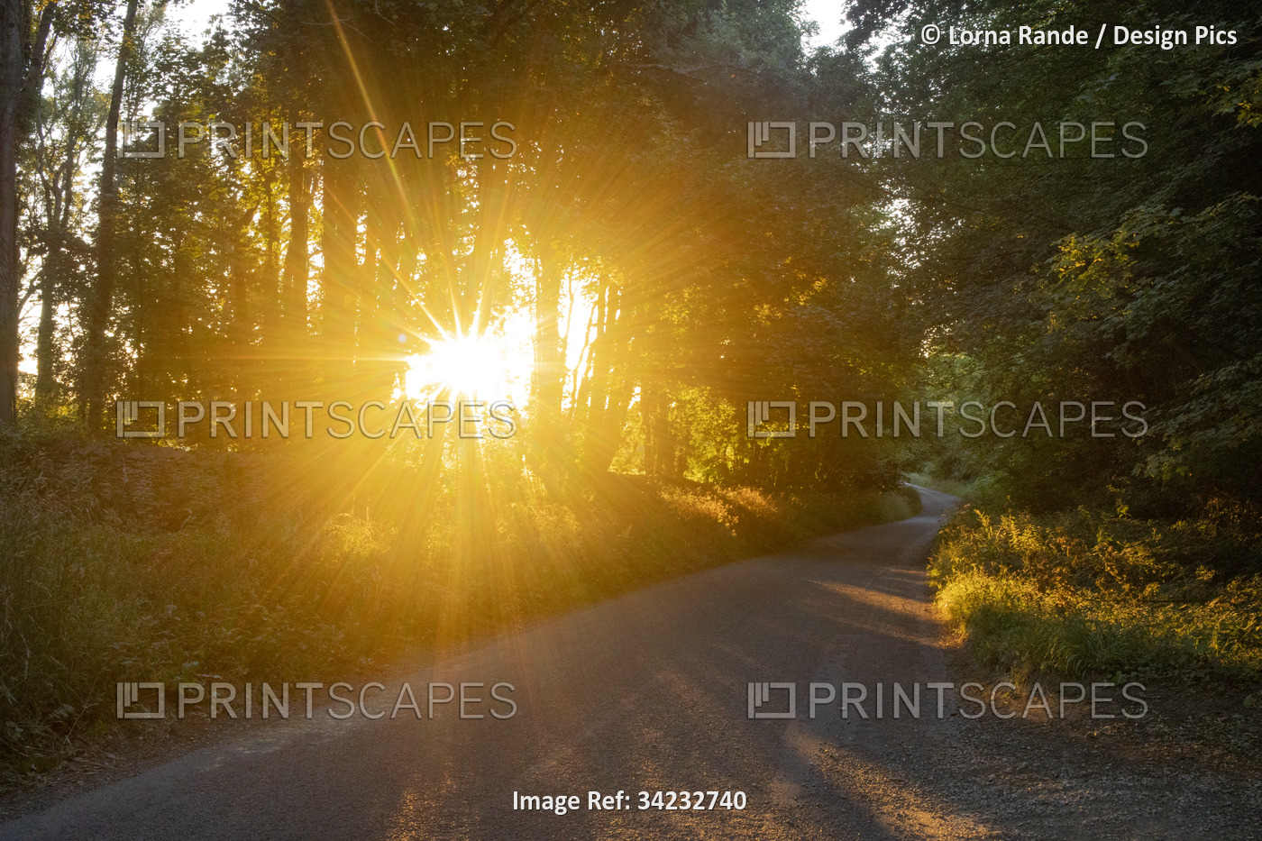 Bright golden sunburst though the trees to a country road; Ampney Crucis, ...