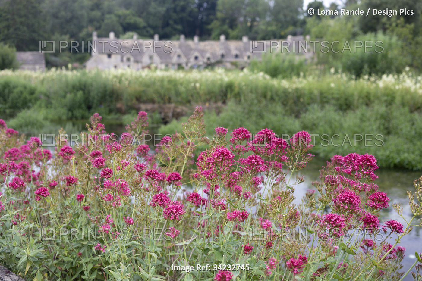Blossoming pink flowers in the foreground and Cotswold stone cottages in the ...